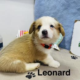 Leonard - Sable male Pembroke Welsh Corgi puppy in Apison, Tennessee from Ashmore Corgis
