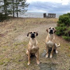 Black Mouth Cur All Grown Up from Shipman Black Mouth Curs