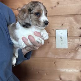 Nola - Dapple female Dachshund puppy in Cheyenne, Wyoming from Great Basin Hounds