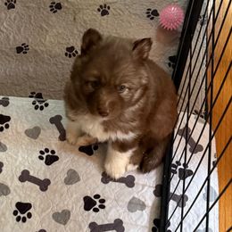 Chewie - Brown and white male Siberian Husky puppy in Sudbury, Massachusetts from Toe Bean Huskies