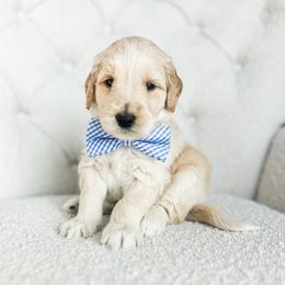 Tonka - Cream male Goldendoodle puppy in Sterling, Illinois from Charley's Goldendoodles