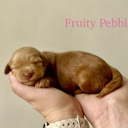 Fruity Pebbles - Red  female Goldendoodle puppy in Taylorsville, North Carolina from Heartfelt Doodles