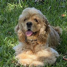 Brandy - Cocker Spaniel