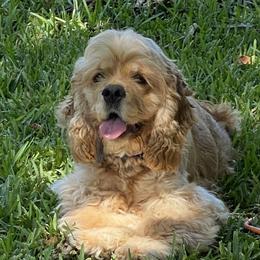 Brandy - Cocker Spaniel