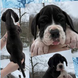 Noelle - Mantle female Great Dane puppy in Wellsville, New York from Prophecy Danes