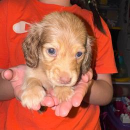Leslie AKC - Cream female Dachshund puppy in Magnolia, Texas from J&R Macias Dachshunds