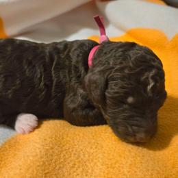 Dark pink - Brown and white female Bernedoodle puppy in Mckenzie, Tennessee from Small Town Doodles & Poodles