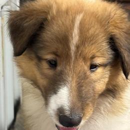 Orange collar - Sable and white male Collie puppy in Norris City, Illinois from Hoskins Collies