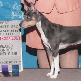 Valli - Rat Terrier