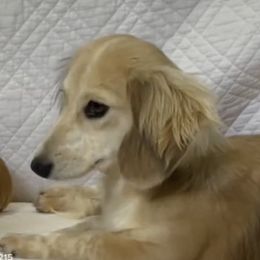 Phoebe - Dachshund