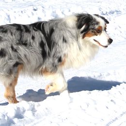 JJ - Australian Shepherd