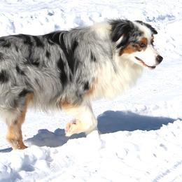 JJ - Australian Shepherd