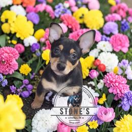 Prince Phillip - Black and white male Teddy Roosevelt Terrier puppy in Little Elm, Texas from Stone's Teddy Roosevelt Terrier's