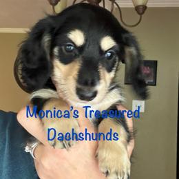 Bear - Black and cream male Dachshund puppy in Humble, Texas from Monica’s Treasured Dachshunds
