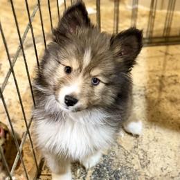 Hope - Sable & white female Toy Shetland Sheepdog puppy in Magnolia, Texas from Solace Shelties and Pomskies