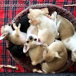 Chihuahua Puppies from Spunkypaws Chihuahuas