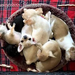 Chihuahua Puppies from Spunkypaws Chihuahuas