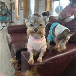 Holly - Yorkshire Terrier