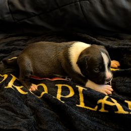Jinx - Black male American Staffordshire Terrier puppy in Conley, Georgia from Cicero Kennels