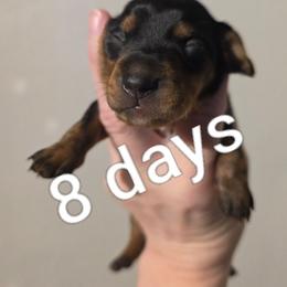 Hershey - Black and tan male Dachshund puppy in Dayton, Ohio from Jen's Mini Dachshunds