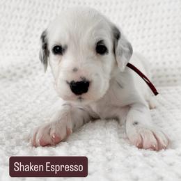 Shaken Espresso - LUA long coat - White and black male Dalmatian puppy in Davenport, Florida from Sunny Jewels Dalmatians