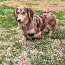 Zack - Dachshund