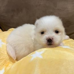 Baby Brother - White male Pomeranian puppy in Jefferson City, Missouri from MJ’s Pomeranians