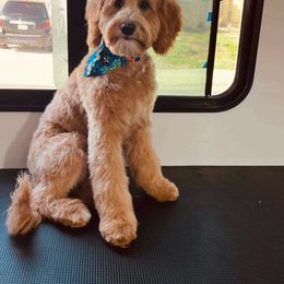 Goldendoodle All Grown Up from Golden Hearted Goldendoodles