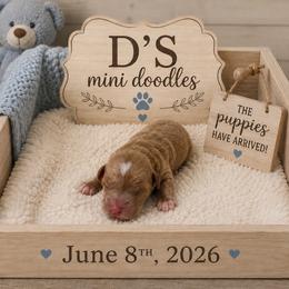Boy 1 - Red  male Goldendoodle puppy in Pawtucket, Rhode Island from Ds_minidoodles