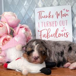 Murray - Merle male Bernedoodle puppy in Kilgore, Texas from Furry Tail Doodles