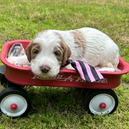 Neptune - Parti male Goldendoodle puppy in Camden, North Carolina from Oopsie Doodles of NC