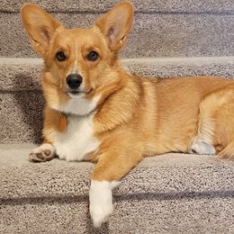 Pembroke Welsh Corgi Puppies from RK Corgis