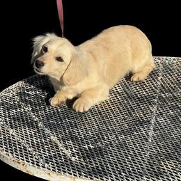 Pearl - Dachshund