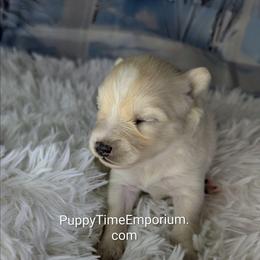 Diamond -2200 - White female Pomsky puppy in Spring Hill, Florida from www.PuppyTimeEmporium.com