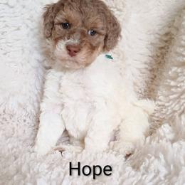 Hope - Brown and white female Bernedoodle puppy in Marion County, Ohio from Hatten Homestead Kennels