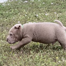 Squid - Isabella dilute male Chinese Shar-Pei puppy in Lehigh Acres, Florida from Florida Wrinkles