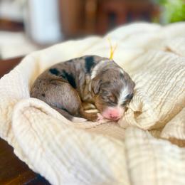 Silas - Blue merle male Bernedoodle puppy in Buda, Illinois from Hamilton Farm Doodles