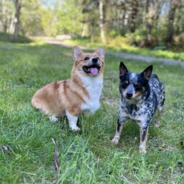 Companion Crosses from Beam’s Cowboy Corgi’s