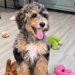 Pebbles - Lite Pink Collar - Blue merle female Bernedoodle puppy in Port Charlotte, Florida from Islands Wheatens and Poodles