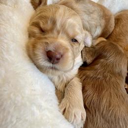 Australian Labradoodle Puppies from Pixie Doodle Paws
