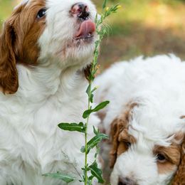 Bernedoodle Puppies from Tahoe Doodles