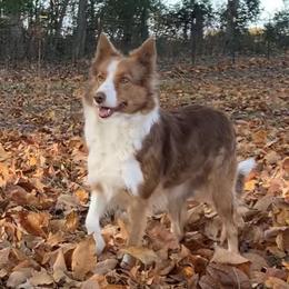 Fame - Border Collie