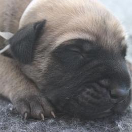 Mastiff Puppies from Fire Creek Mastiffs