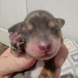 PATCHES - Dapple male Dachshund puppy in Paradise, Texas from C and J Minis