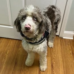 Aussiedoodles and Poodles from Sanders Shepherds Farm and Vet Services