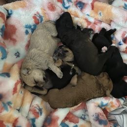 Schnoodle Puppies from Noodle Tings Puppies