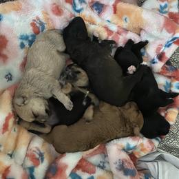 Schnoodle Puppies from Noodle Tings Puppies