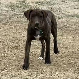 Catahoula Leopard Dogs from Gunslinger Catahoulas