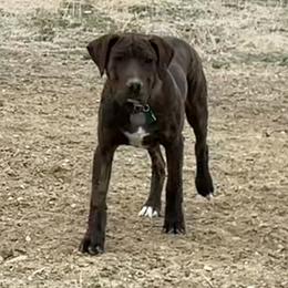 Catahoula Leopard Dogs from Gunslinger Catahoulas