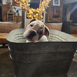 Bulldog Puppies from Life with Bulldog Paws